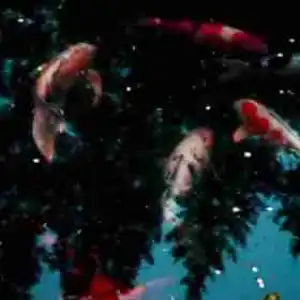 JAHKOY - Sun Bathing